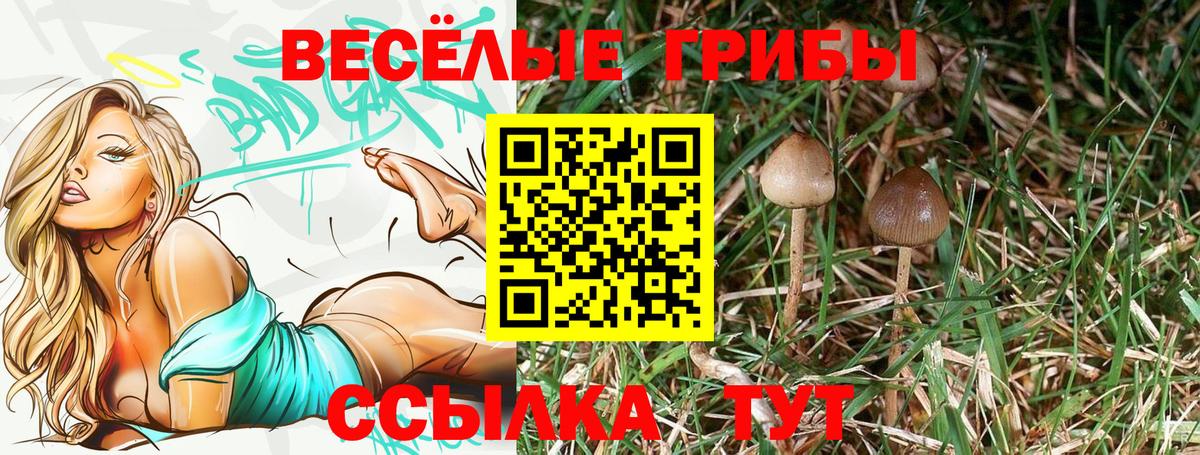 Псилоцибиновые грибы Psilocybe Кемерово